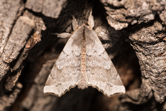 Olceclostera seraphica