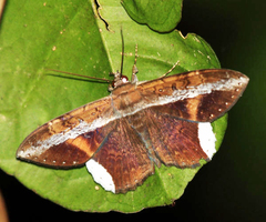 Hemeroblemma leontia