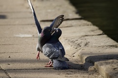 Columba livia