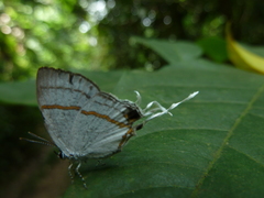Hypolycaena