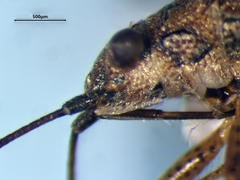 Nysius angustatus