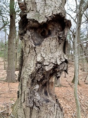 Neonectria ditissima