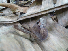 Lepidoptera