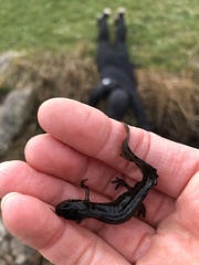 Lissotriton vulgaris