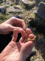 Lissotriton vulgaris