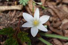 Ornithogalum fimbriatum