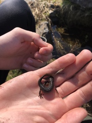 Lissotriton vulgaris