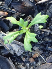 Xanthosia tridentata