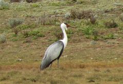 Bugeranus carunculatus