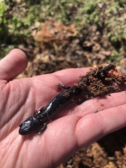 Plethodon chattahoochee