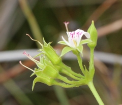 Pelargonium ribifolium