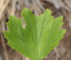 Pelargonium ribifolium