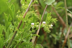 Pelargonium ribifolium