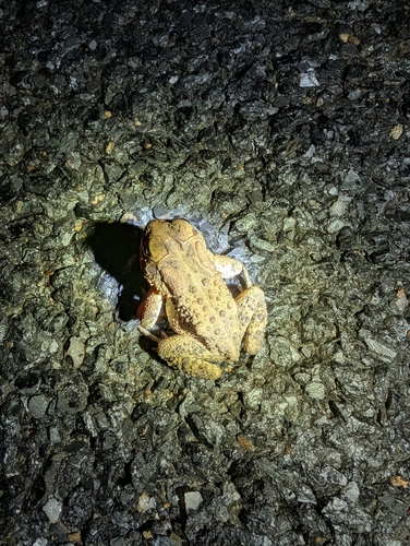 American Toad