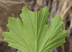 Pelargonium ribifolium