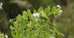 Pelargonium ribifolium