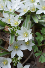Ornithogalum fimbriatum