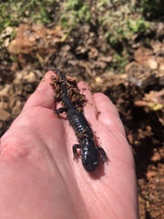 Plethodon chattahoochee