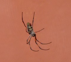 Trichonephila inaurata