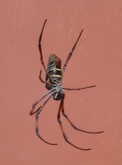 Trichonephila inaurata