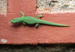 Phelsuma lineata