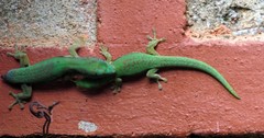 Phelsuma lineata