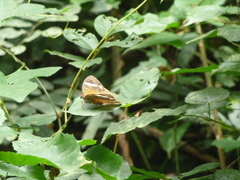 Adoliadini