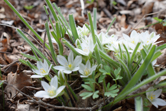 Ornithogalum fimbriatum