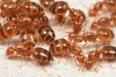 Crematogaster osakensis