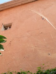 Trichonephila inaurata