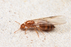 Crematogaster osakensis