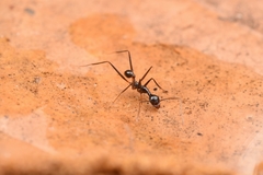 Pheidole singaporensis