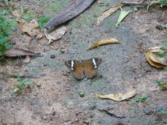 Adoliadini