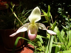 Phragmipedium