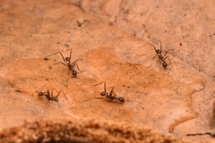 Pheidole singaporensis