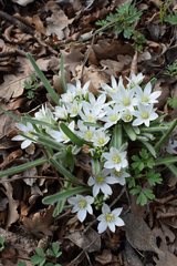 Ornithogalum fimbriatum