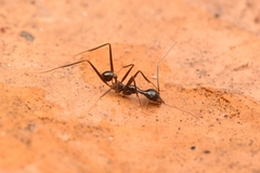 Pheidole singaporensis