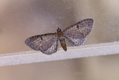 Eupithecia assimilata