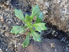 Xanthosia tridentata