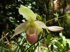 Phragmipedium