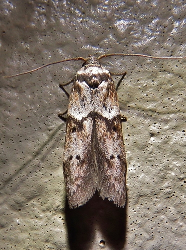 Acorn Moth photo 3