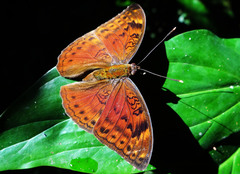 Apectinaria