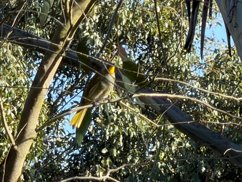 Yellow-throated Honeyeater (Nesoptilotis flavicollis), photo 4