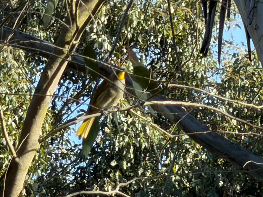 Yellow-throated Honeyeater (Nesoptilotis flavicollis), photo 5