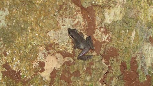 Amnirana nicobariensis