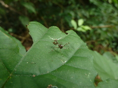 Mantodea