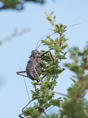 Acanthoplus
