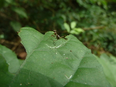 Mantodea