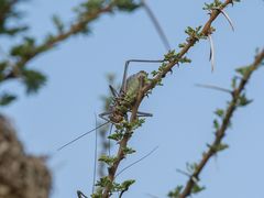 Acanthoplus