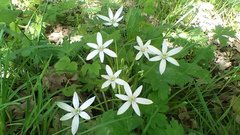 Ornithogalum woronowii